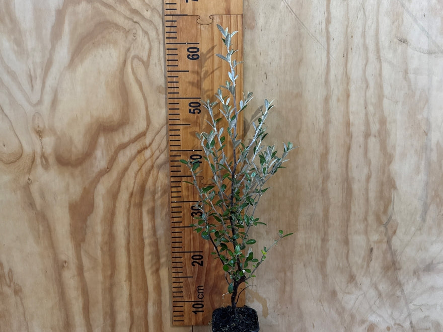 Corokia Pounamu