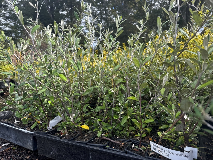 10x Corokia Yellow Wonder - $1.99 each