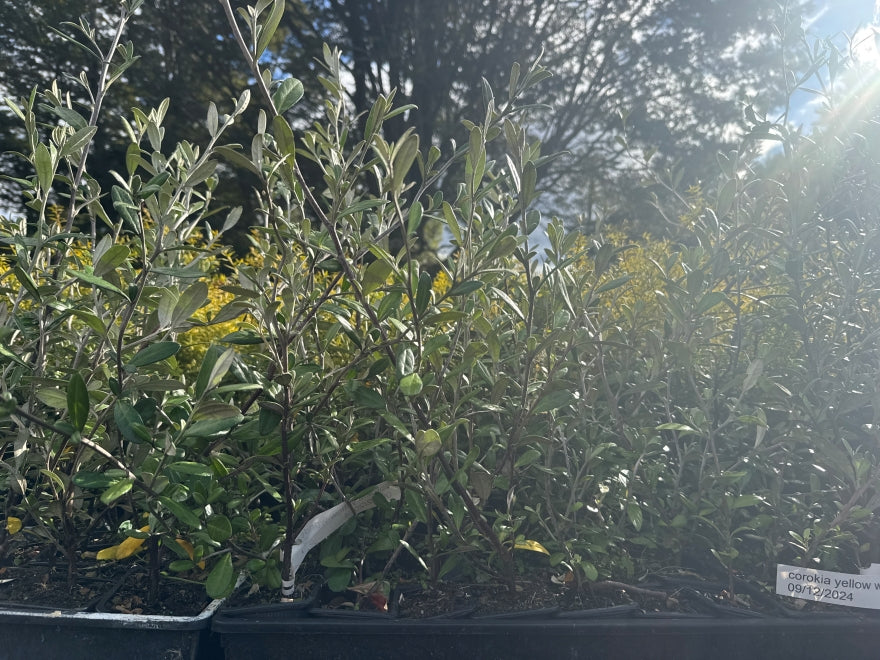 10x Corokia Yellow Wonder - $1.99 each