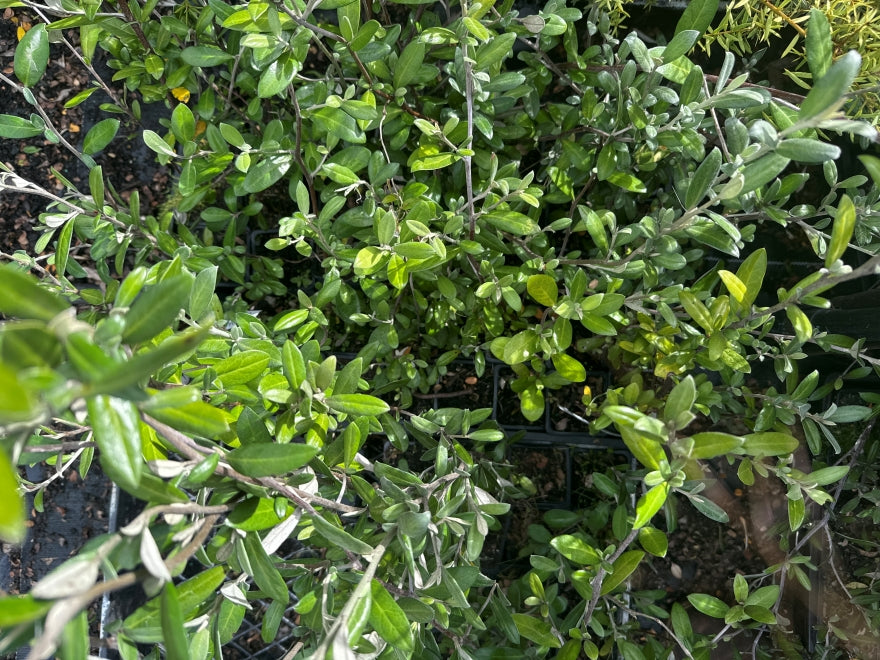 10x Corokia Yellow Wonder - $1.99 each