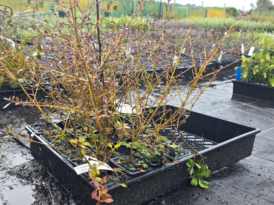 10x Coprosma Roys Red - 99c each