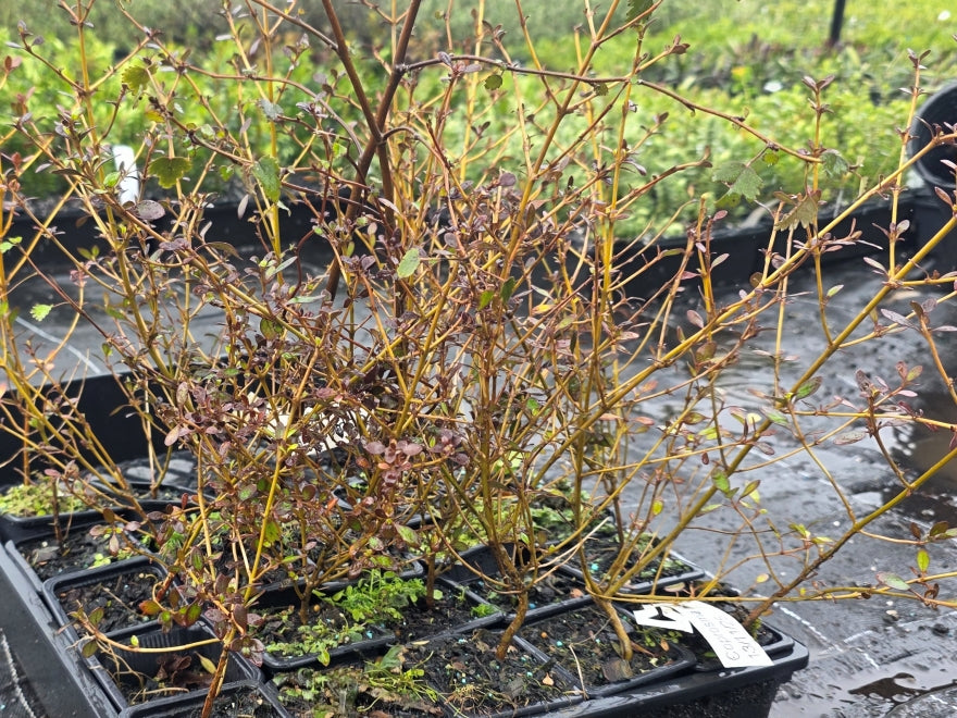 10x Coprosma Roys Red - 99c each