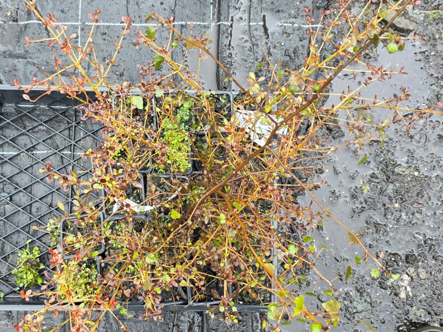 10x Coprosma Roys Red - 99c each