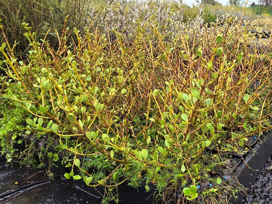 10x Coprosma Lighthouse -  79c each