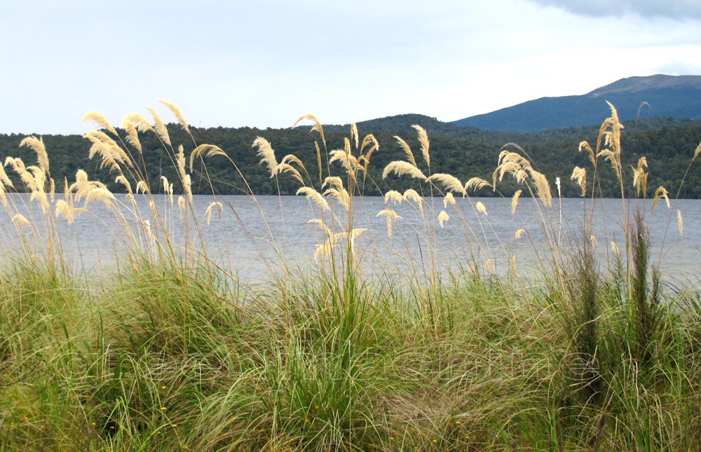 Austroderia Richardii