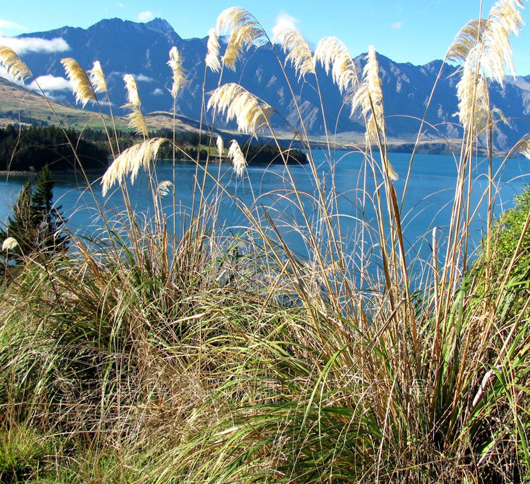 Austroderia Richardii