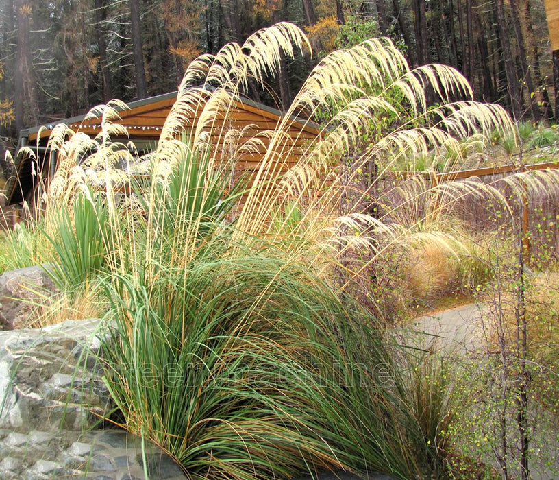 Austroderia Richardii