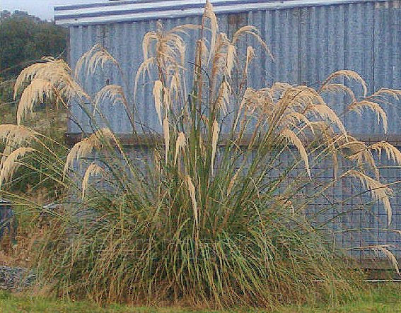 Austroderia Richardii