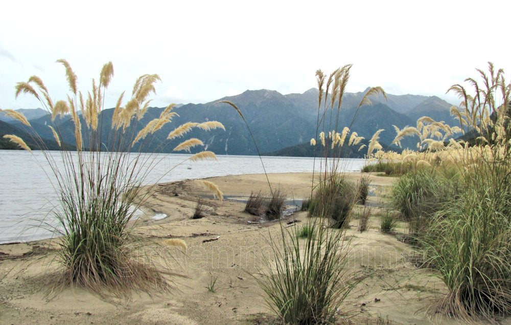 Austroderia Richardii