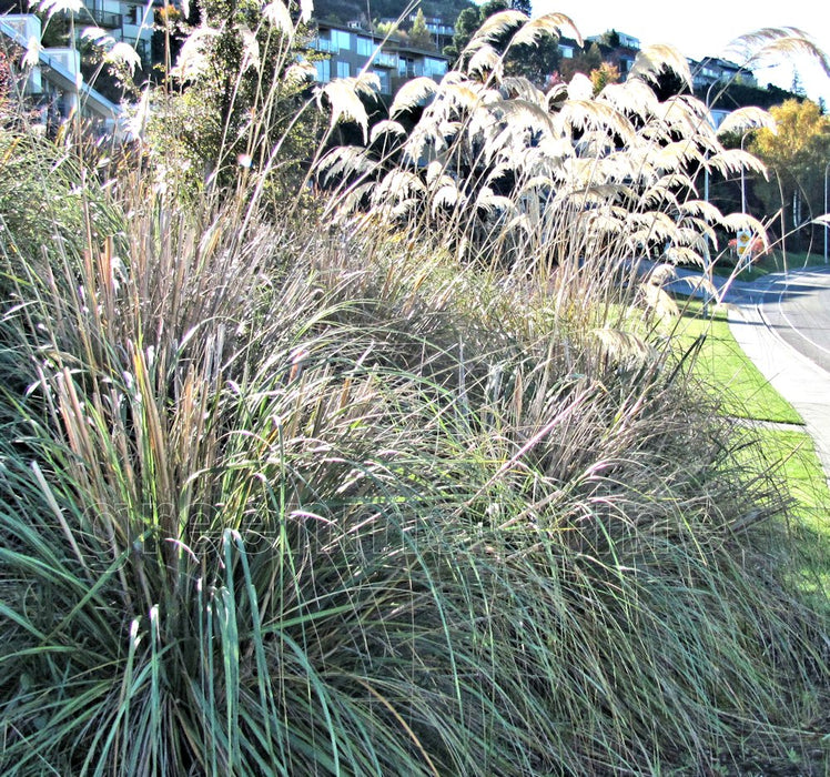 Austroderia Richardii