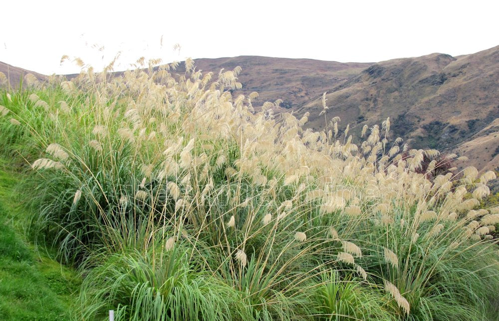 Austroderia Richardii