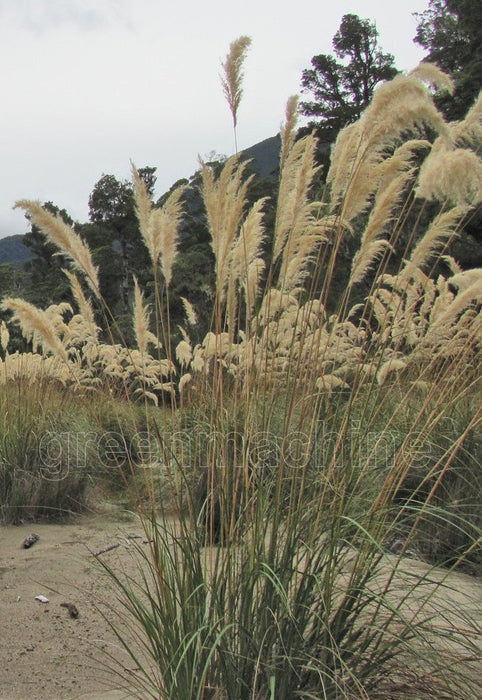 Austroderia Richardii
