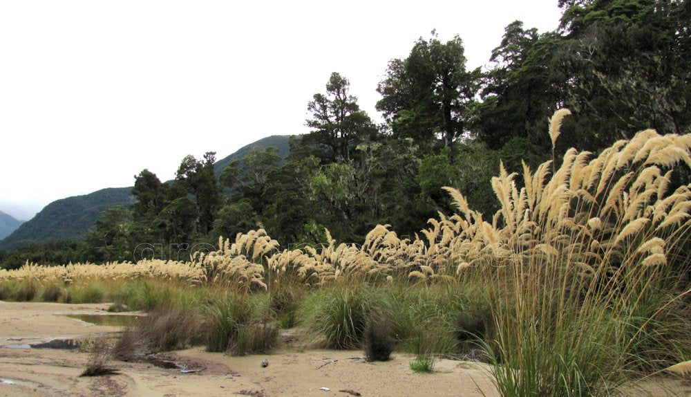 Austroderia Richardii