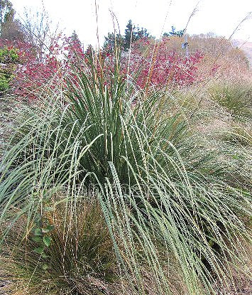 Austroderia Richardii