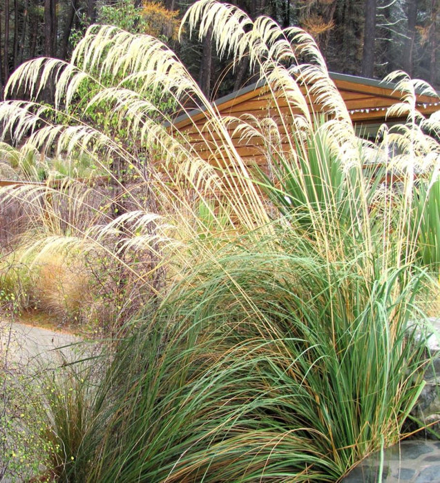 Austroderia Richardii