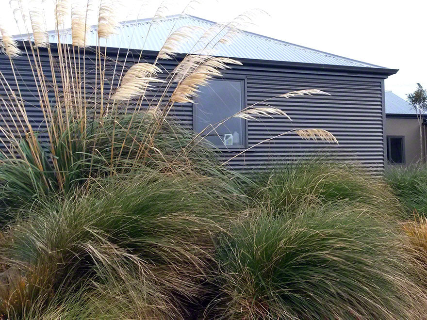 5x South Island Tōī Tōī - $5.99 each