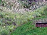 Austroderia Richardii