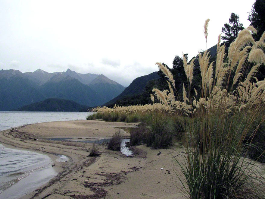 25x South Island Tōī Tōī - $4.99 each
