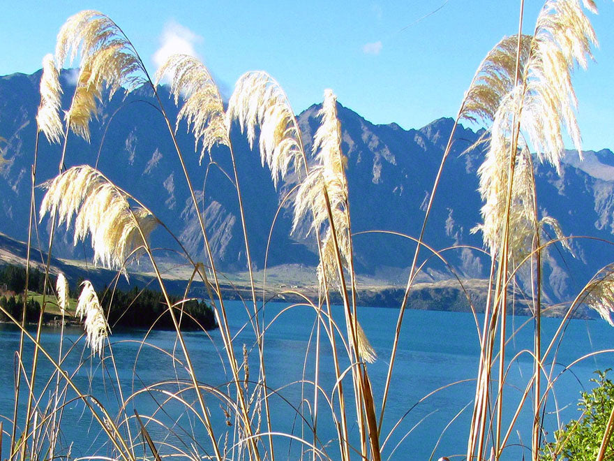 5x South Island Tōī Tōī - $5.99 each