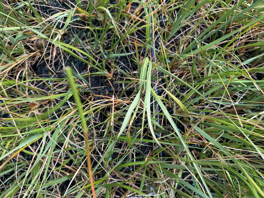 10x South Island Toe Toe - $1.99 each