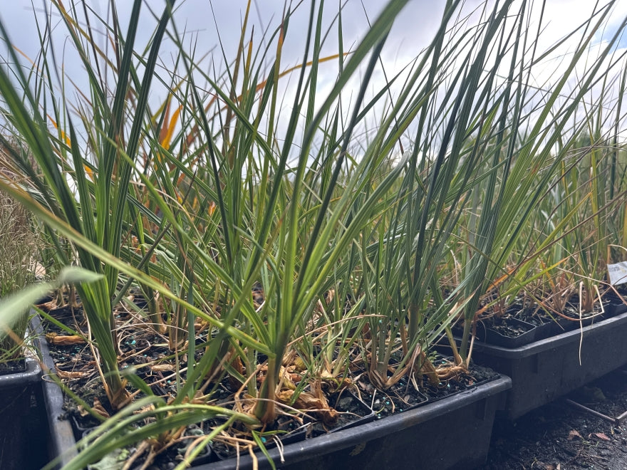 10x South Island Toe Toe - $1.99 each