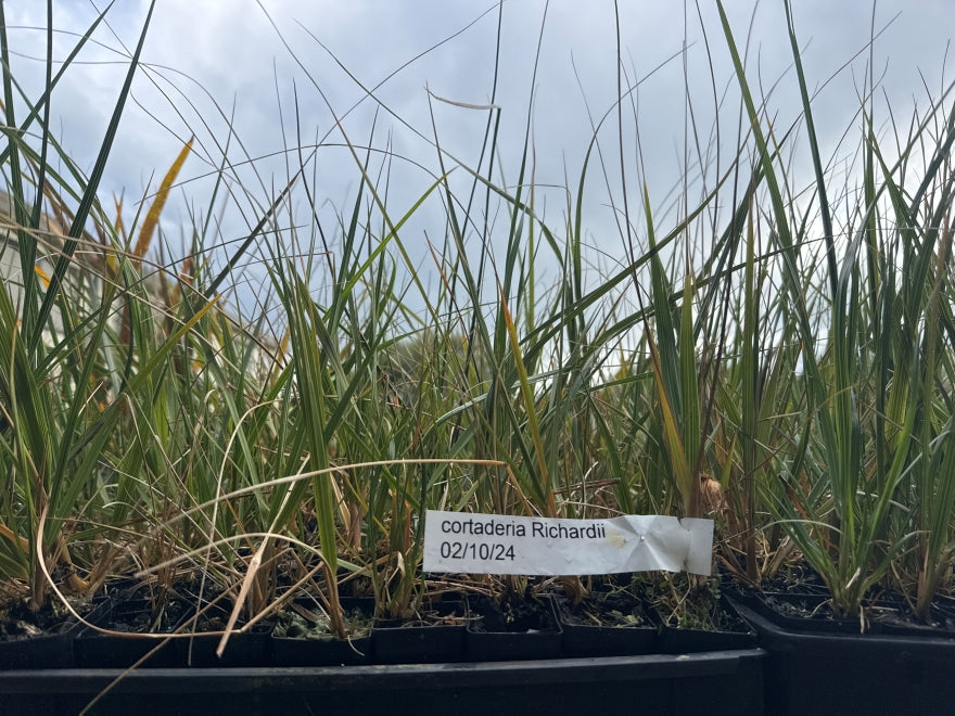 10x South Island Toe Toe - $1.99 each