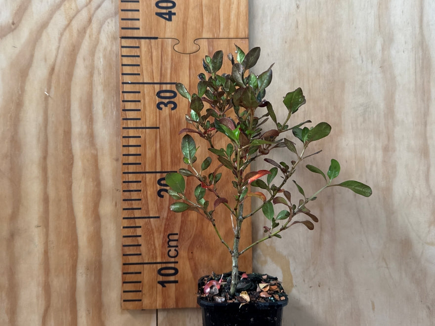 5x Coprosma Karo Red - $9.99 each