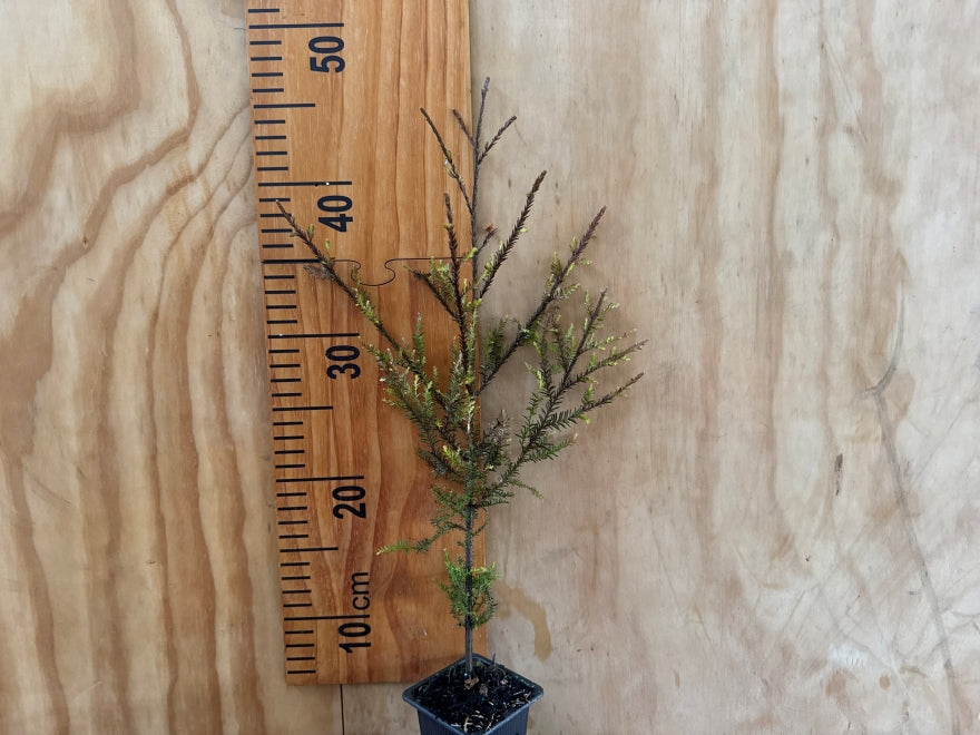 5x Kahikatea - $6.99 each