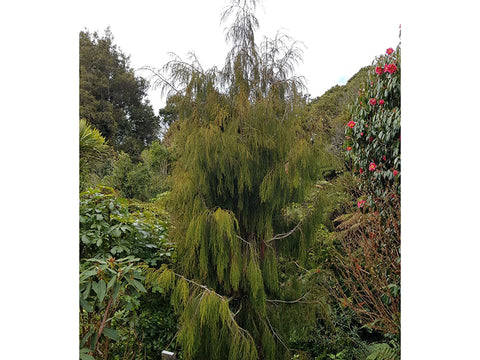 Dacrydium cupressinum