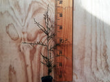 5x Kahikatea - $12.99 each