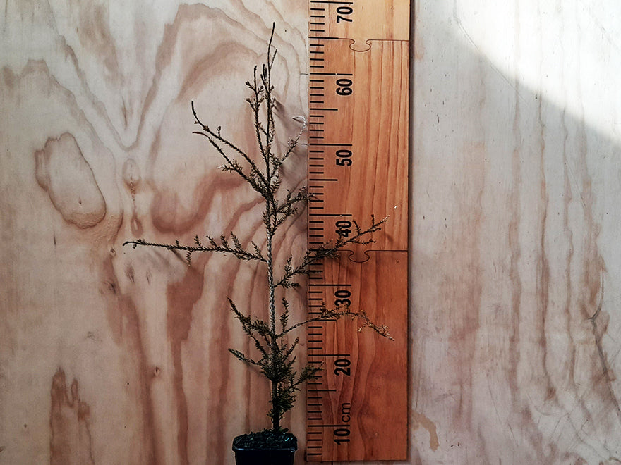 Dacrycarpus Dacrydioides - $13.99 each