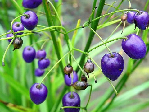 100x Dianella Nigra - $2.99 each