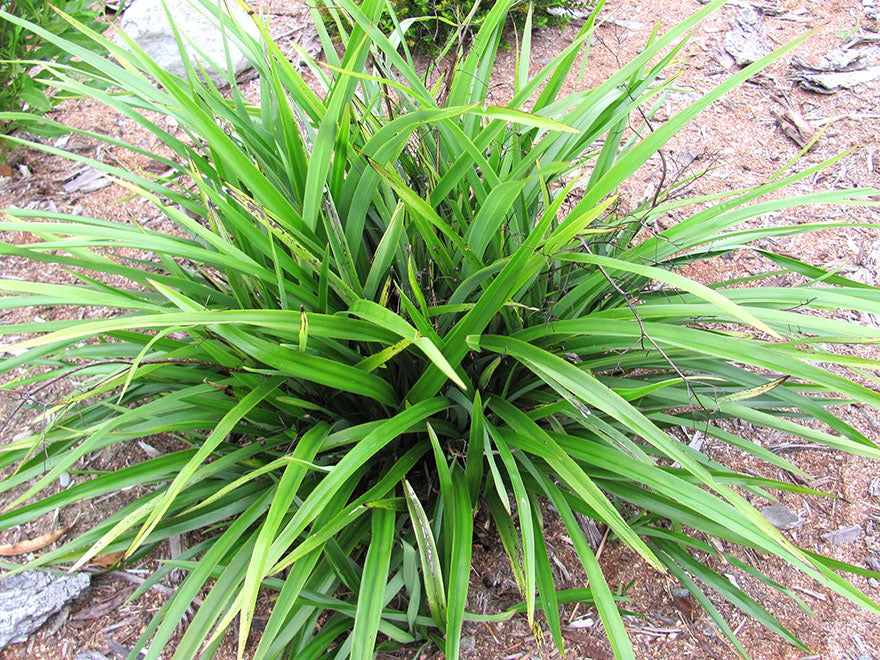 1x Dianella Nigra - XL Size