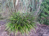 5x Dianella Nigra - $9.99 each