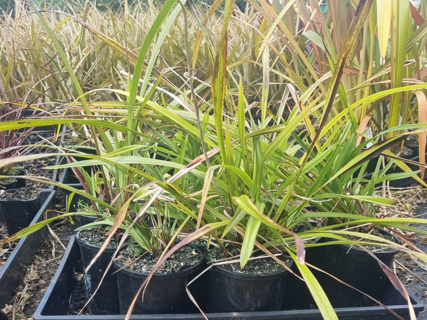 1x Dianella Nigra - XL Size