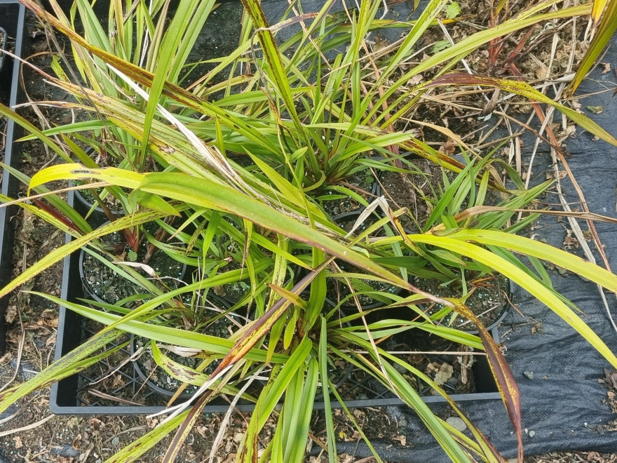 1x Dianella Nigra - XL Size