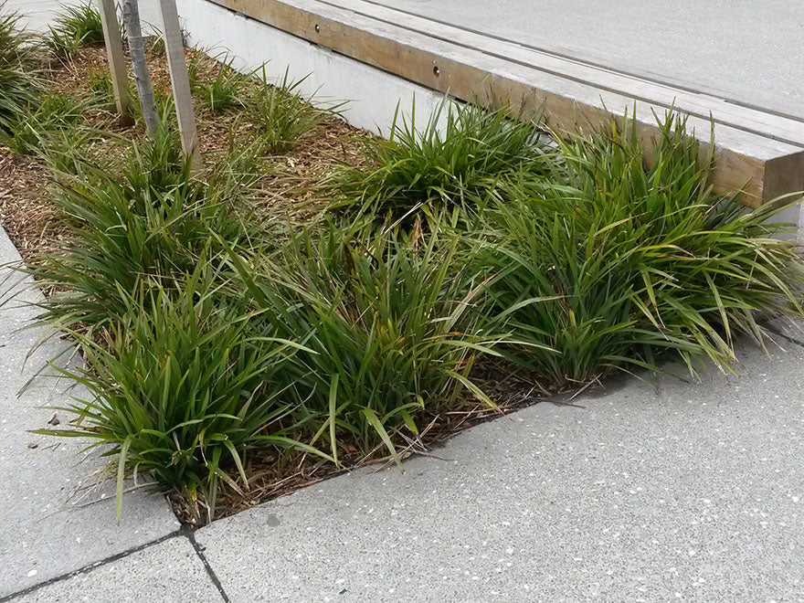 1x Dianella Nigra - XL Size