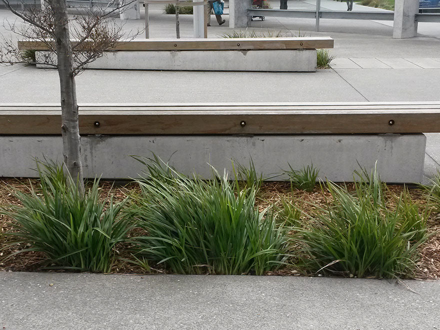 5x Dianella Nigra - $1.99 each