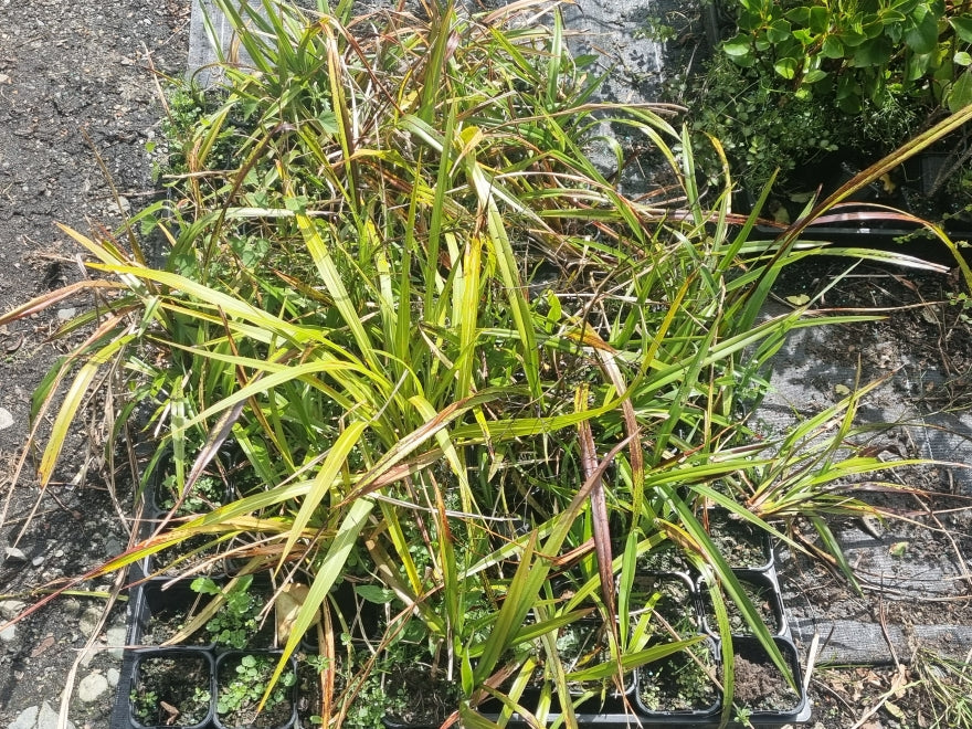 5x Dianella Nigra - $1.99 each