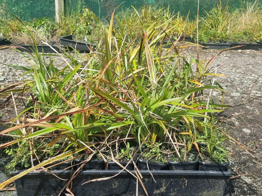 5x Dianella Nigra - $1.99 each