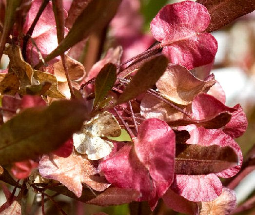 Dodonea Viscosa Purple
