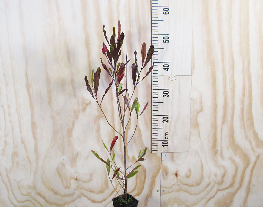 Dodonea Viscosa Purple