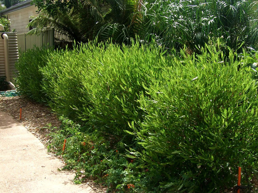 100x Green Ake Ake - $3.99 each