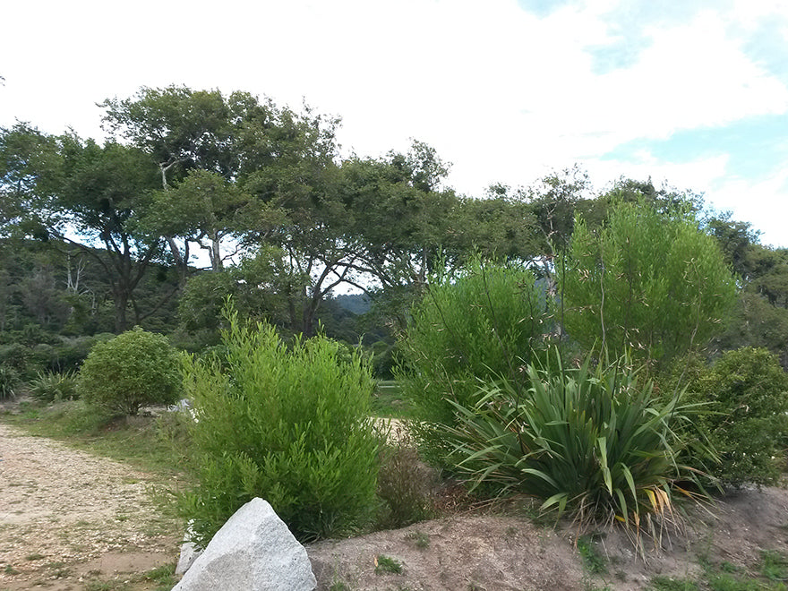 100x Green Ake Ake - $3.99 each