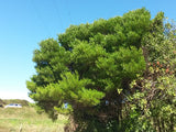 Dodonea Viscosa