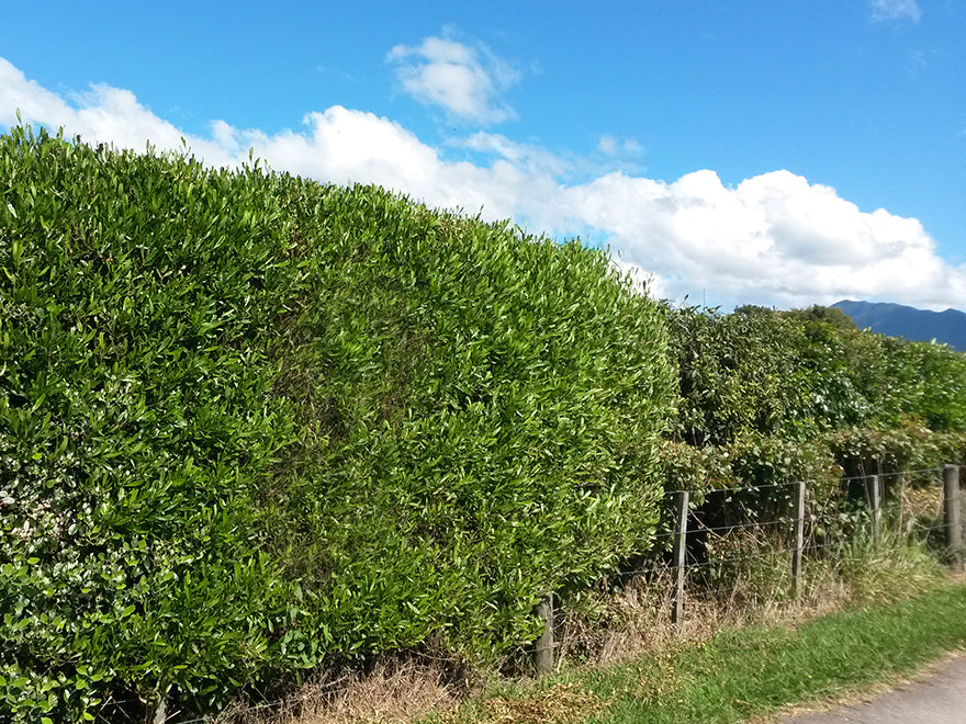 100x Green Ake Ake - $3.99 each