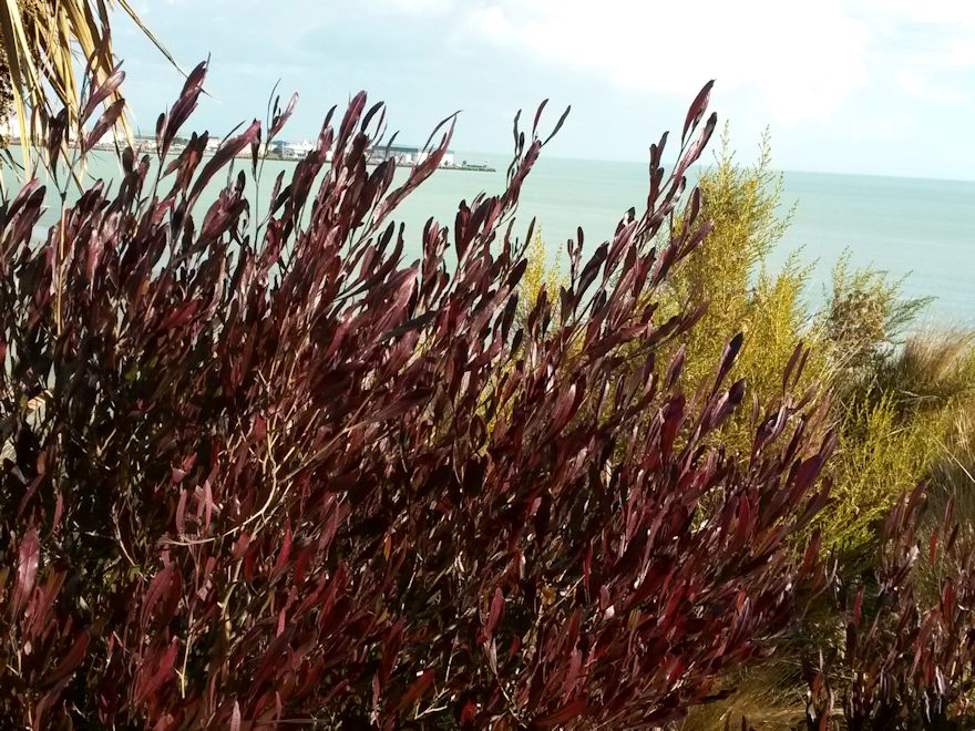 Dodonea Viscosa Purple