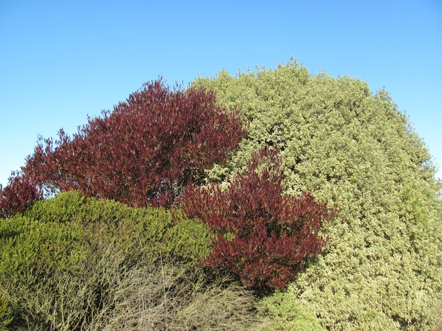 5x Purple Ake Ake - $5.99 each