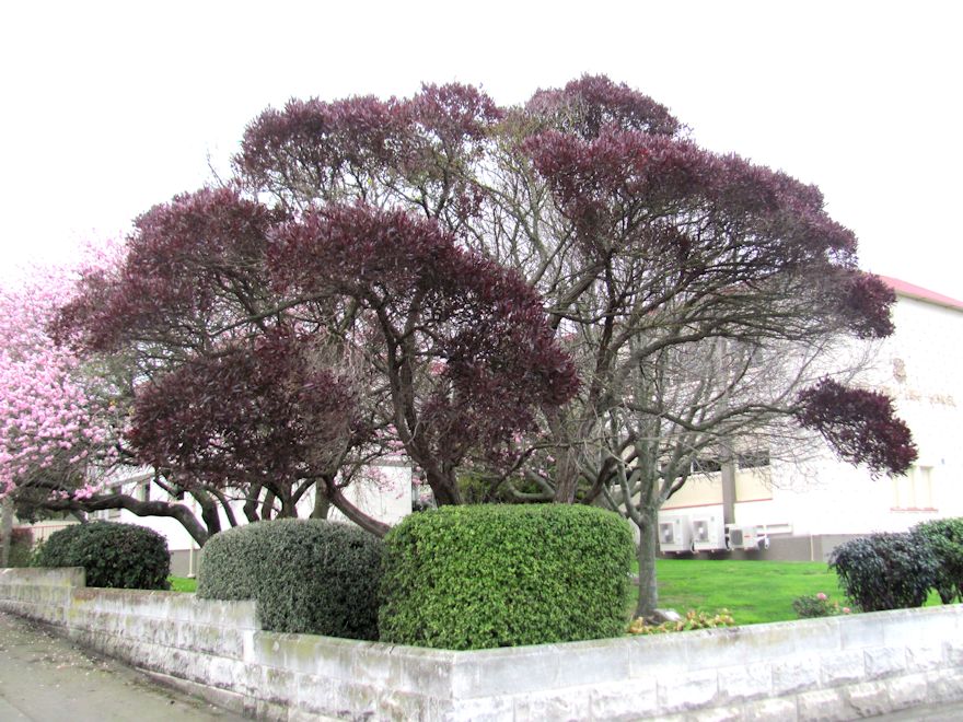Dodonea Viscosa Purple
