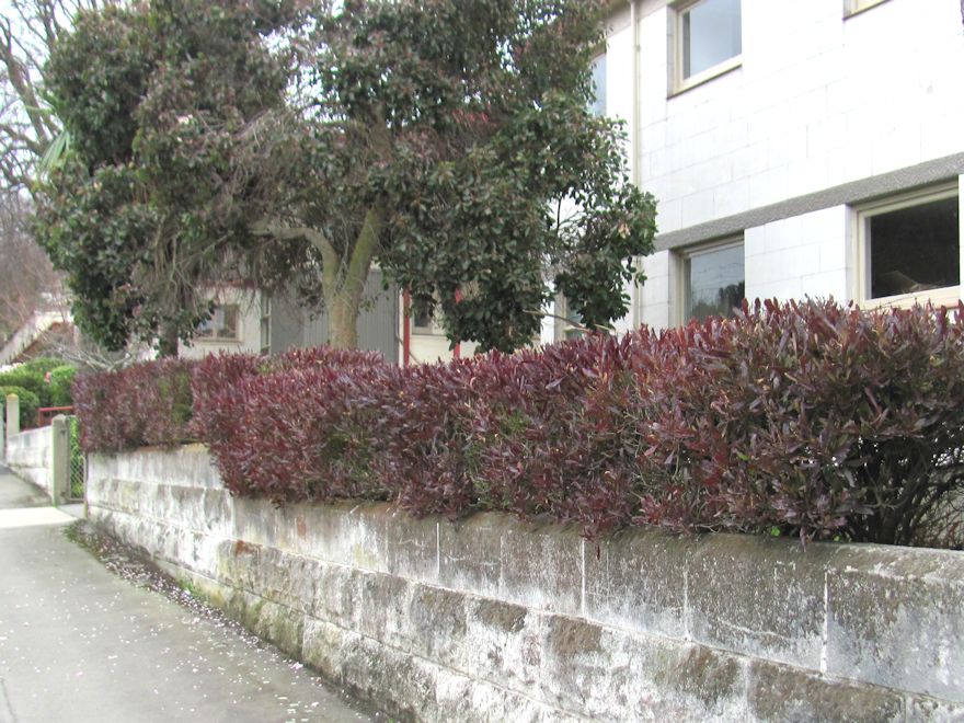 Dodonea Viscosa Purple